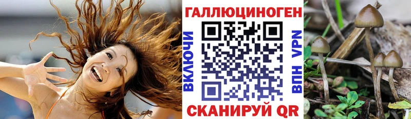 Псилоцибиновые грибы Psilocybe Тверь